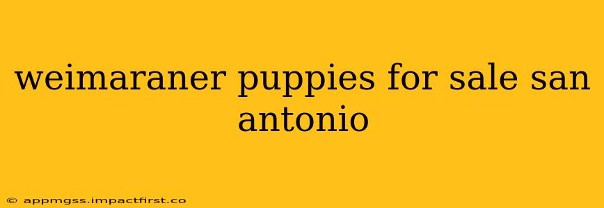 weimaraner puppies for sale san antonio