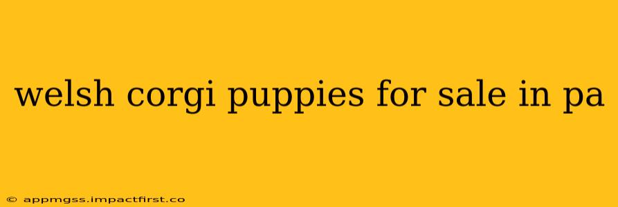 welsh corgi puppies for sale in pa