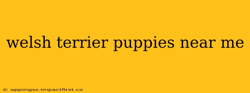 welsh terrier puppies near me