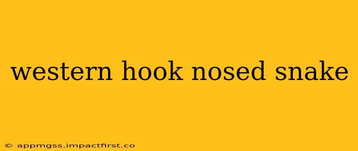 western hook nosed snake