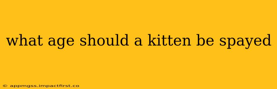 what age should a kitten be spayed