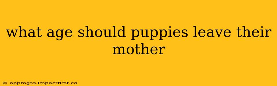 what age should puppies leave their mother