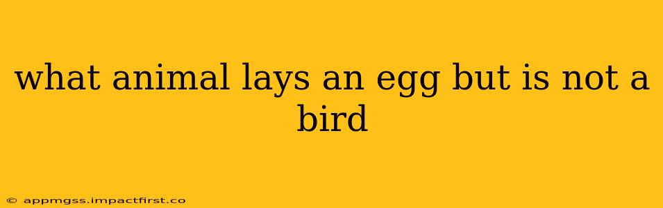what animal lays an egg but is not a bird