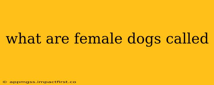 what are female dogs called