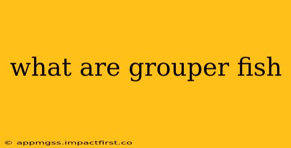 what are grouper fish