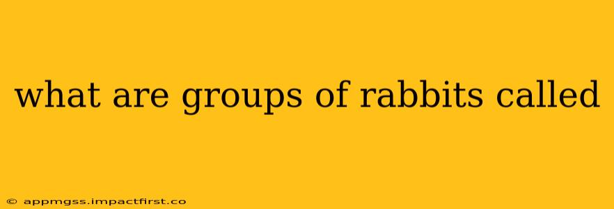 what are groups of rabbits called