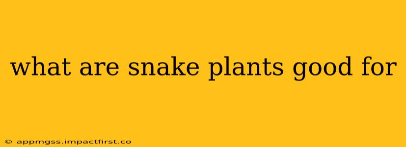 what are snake plants good for