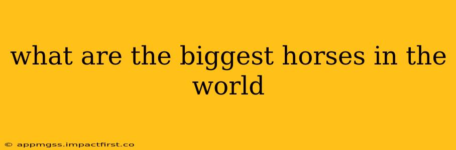what are the biggest horses in the world