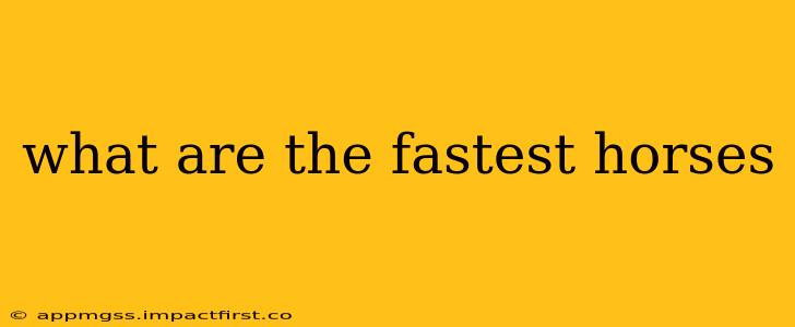 what are the fastest horses