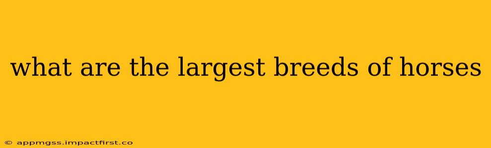 what are the largest breeds of horses