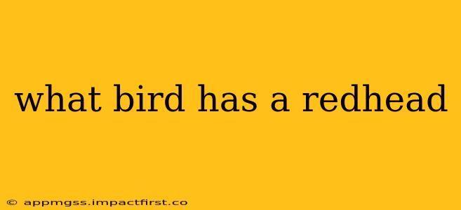what bird has a redhead