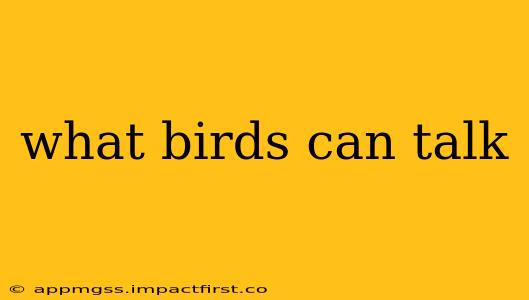 what birds can talk