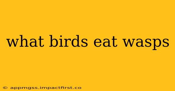 what birds eat wasps