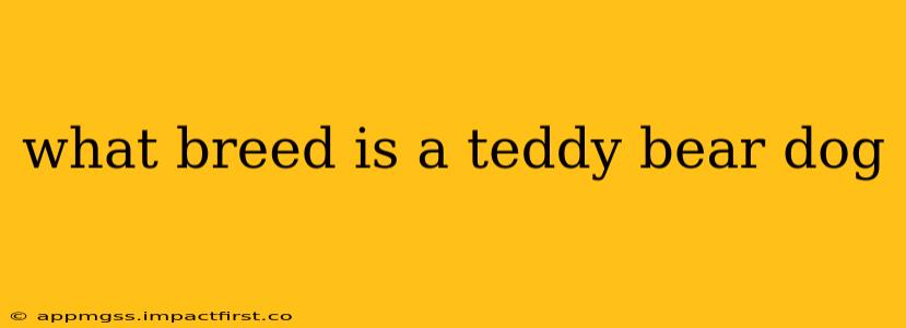 what breed is a teddy bear dog
