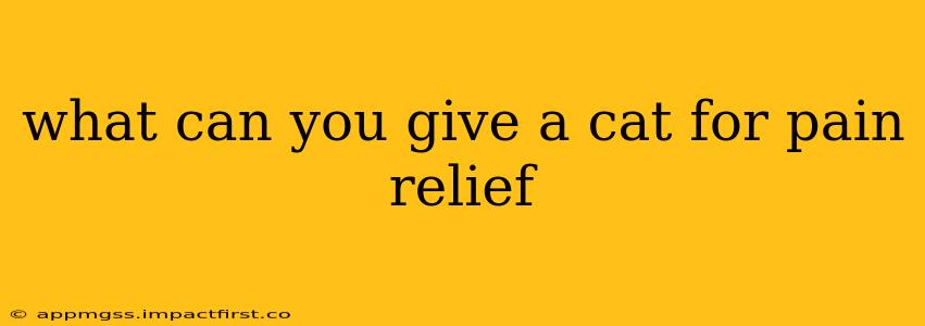 what can you give a cat for pain relief