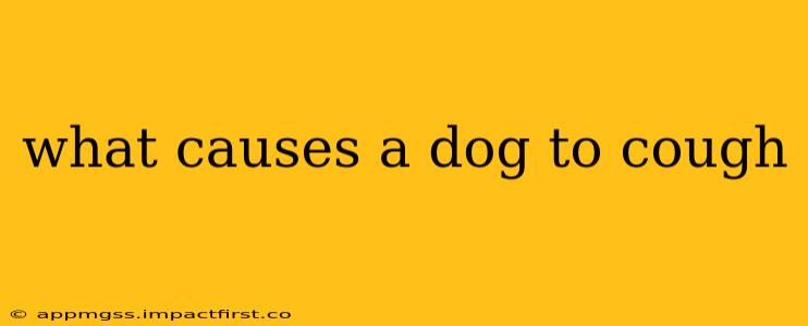 what causes a dog to cough