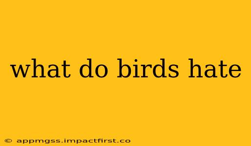 what do birds hate
