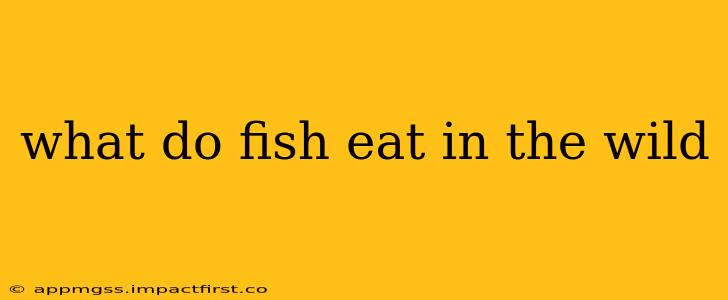 what do fish eat in the wild