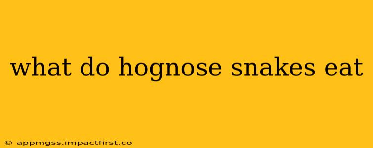 what do hognose snakes eat