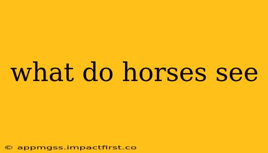 what do horses see