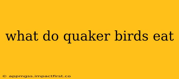 what do quaker birds eat