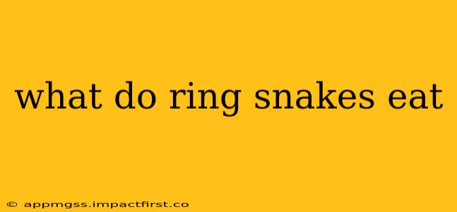 what do ring snakes eat
