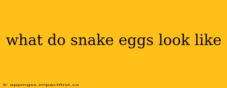 what do snake eggs look like