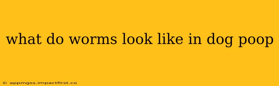 what do worms look like in dog poop