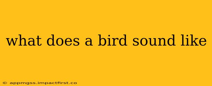 what does a bird sound like
