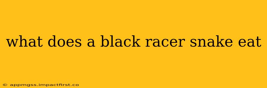 what does a black racer snake eat