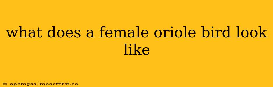 what does a female oriole bird look like