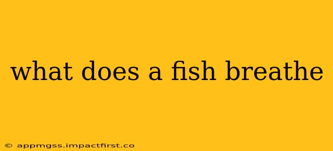 what does a fish breathe