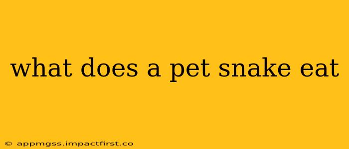 what does a pet snake eat