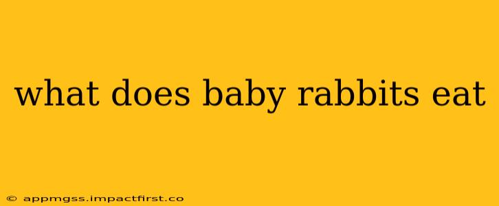 what does baby rabbits eat