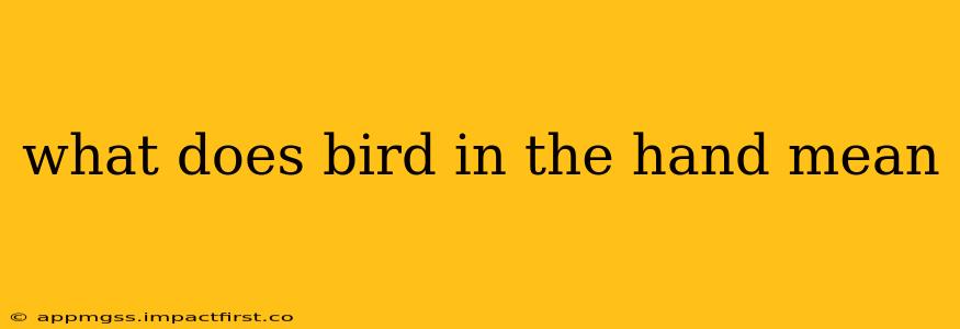 what does bird in the hand mean