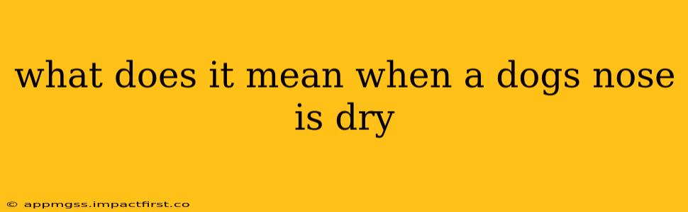 what does it mean when a dogs nose is dry