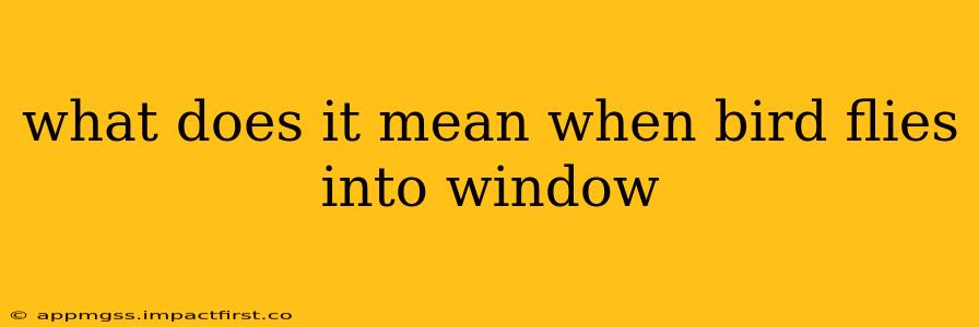 what does it mean when bird flies into window