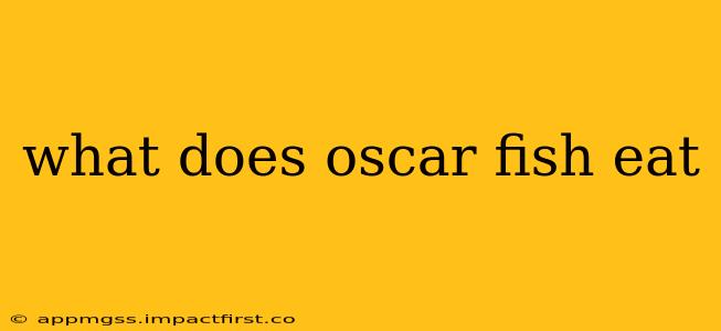 what does oscar fish eat