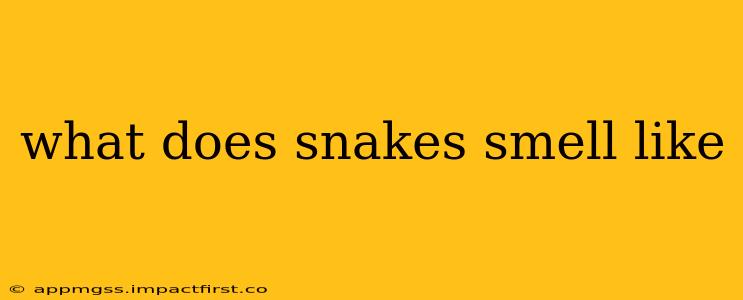 what does snakes smell like