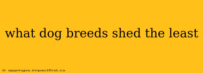 what dog breeds shed the least