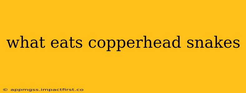 what eats copperhead snakes