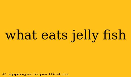 what eats jelly fish