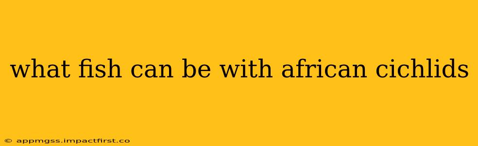 what fish can be with african cichlids