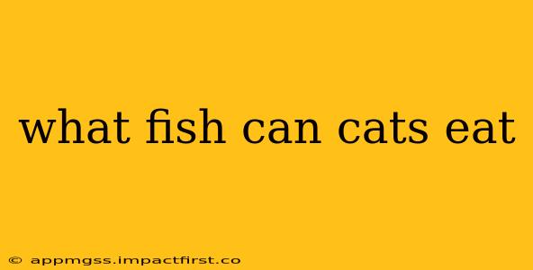 what fish can cats eat