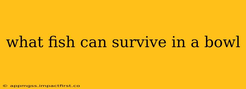 what fish can survive in a bowl