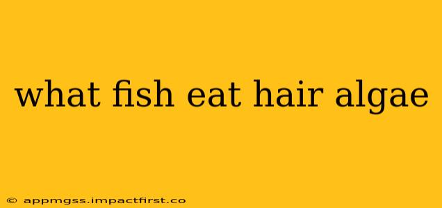 what fish eat hair algae