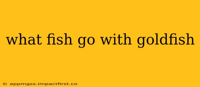 what fish go with goldfish