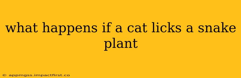 what happens if a cat licks a snake plant