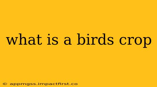 what is a birds crop