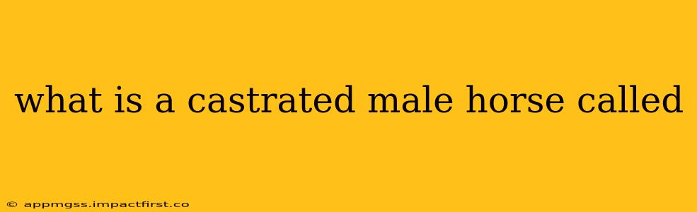 what is a castrated male horse called